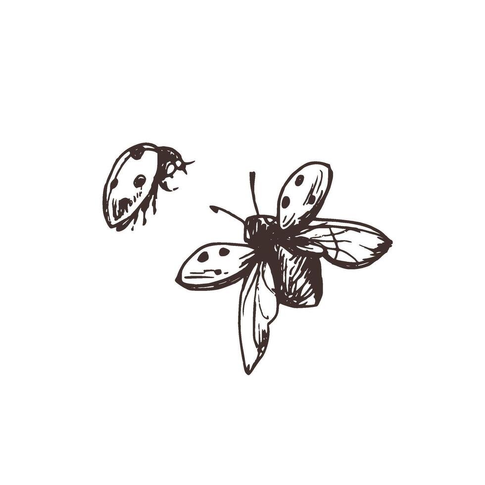 Ladybug with speckles flying with spread wings and wing pads three-quarter view. Line art graphic hand drawn brown ink monochrome. Set of isolated EPS elements illustration vector