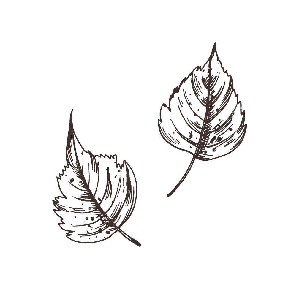 Two autumn birch leaves with spots. Line art graphic hand drawn brown ink monochrome. Set of isolated EPS elements illustration vector