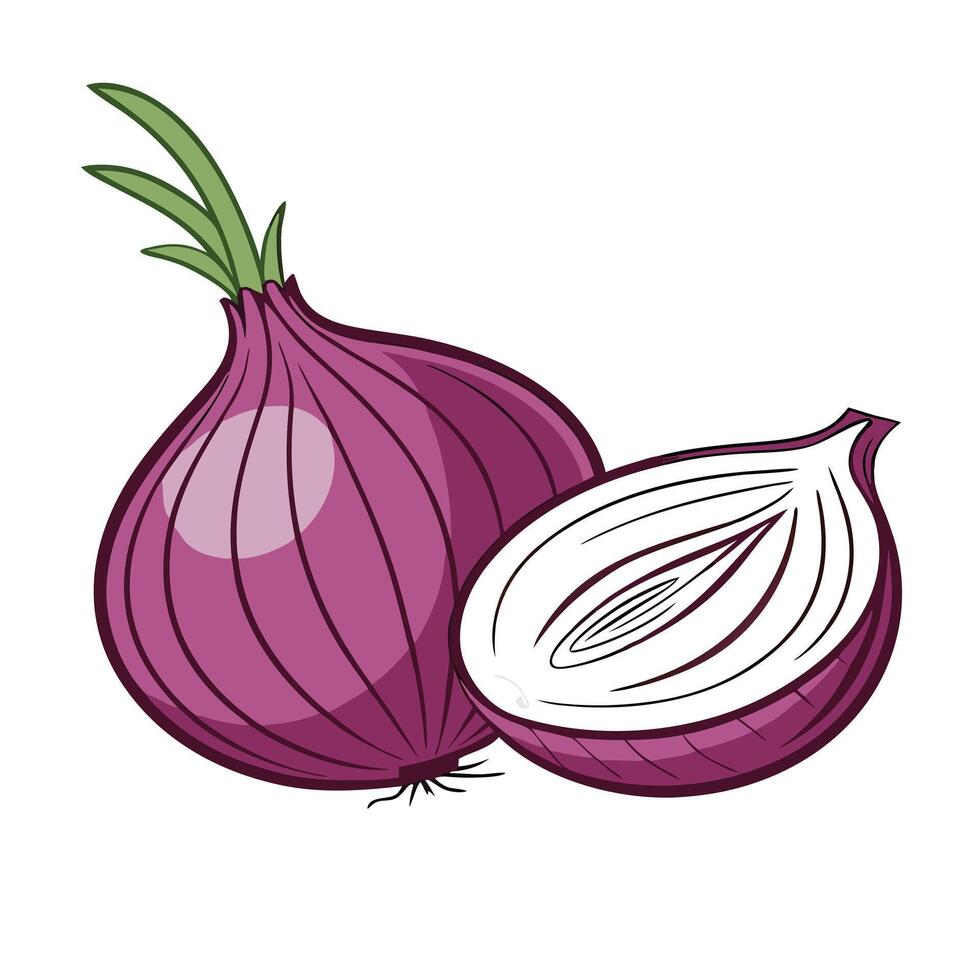 Two onions on a white background vector