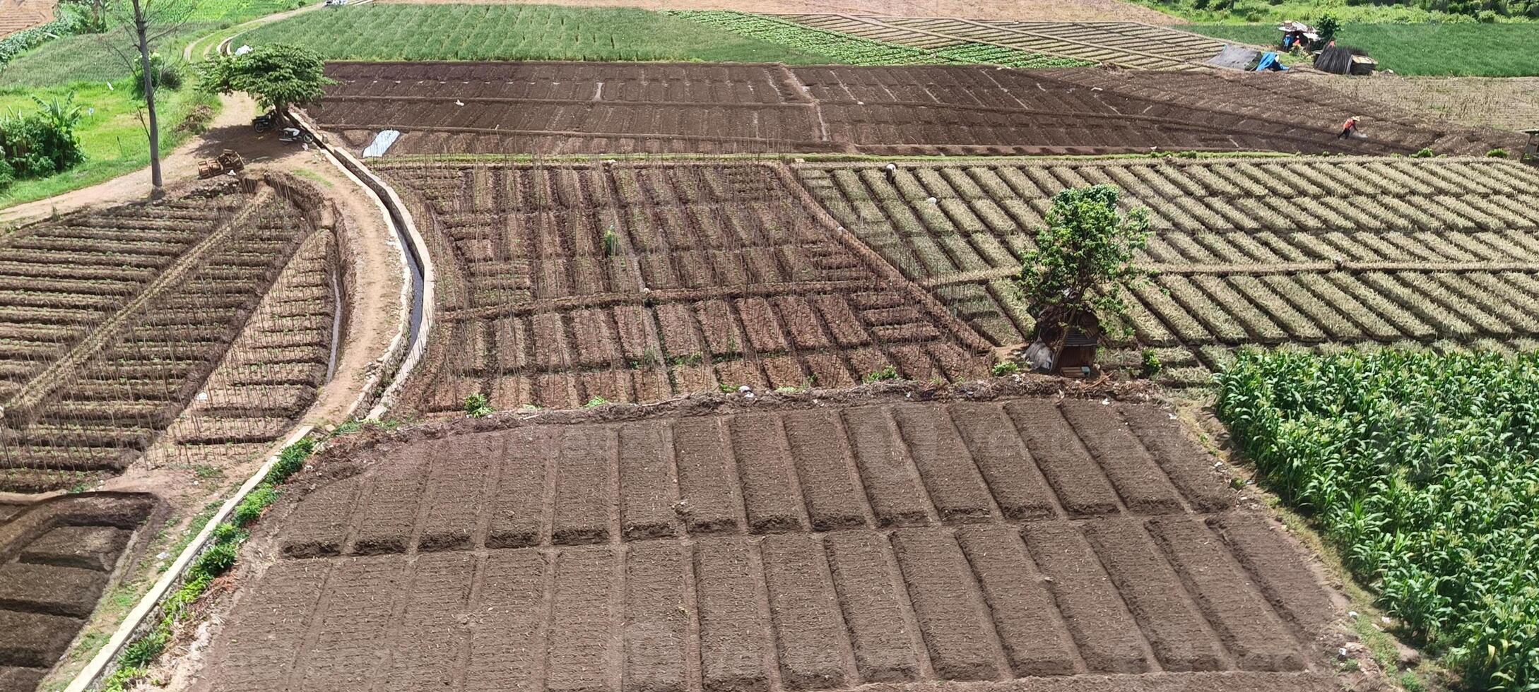 View of rice fields and hills in residential areas photo