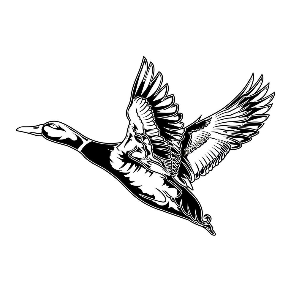 mallard duck taking off into the sky hunting logo illustration vector