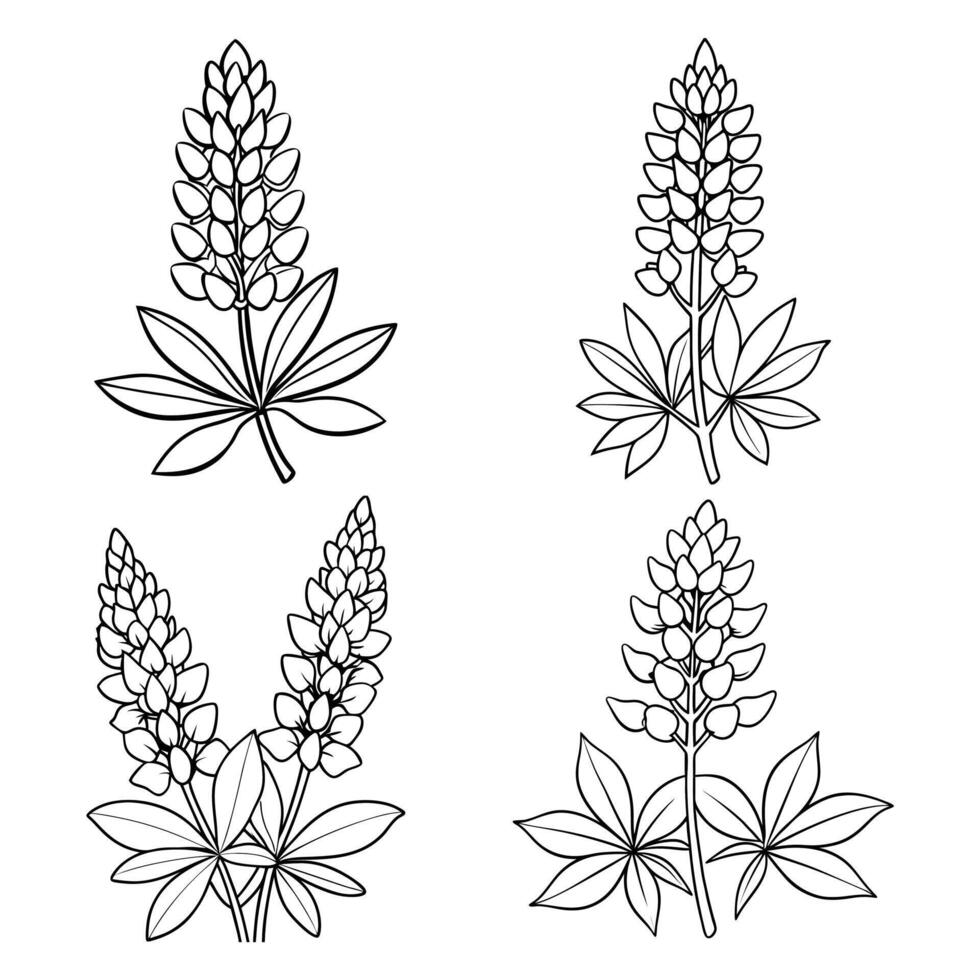 Lupine flower outline coloring book page line art drawing illustration for children and adults vector