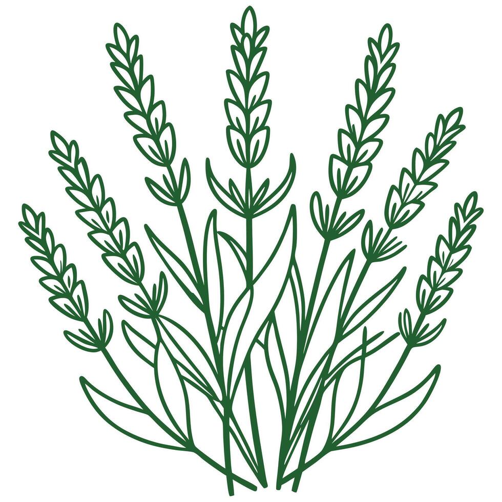Hand drawn Lavender flower outline vector