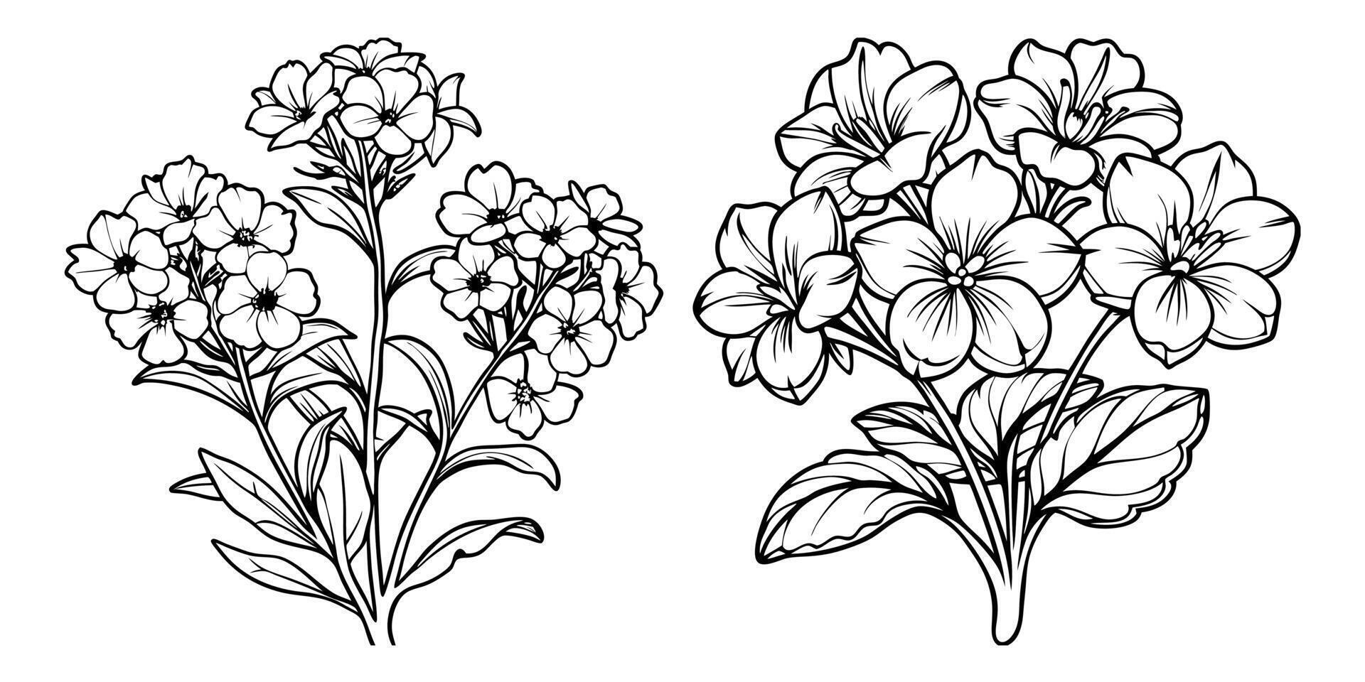 Nemesia flower outline coloring book page line art drawing for children