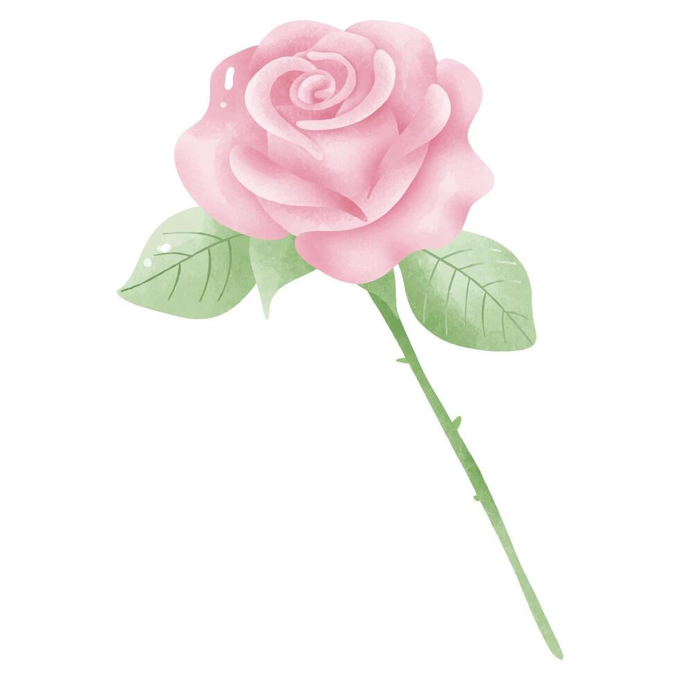 Watercolor Pink Rose with Stem and Leaves vector