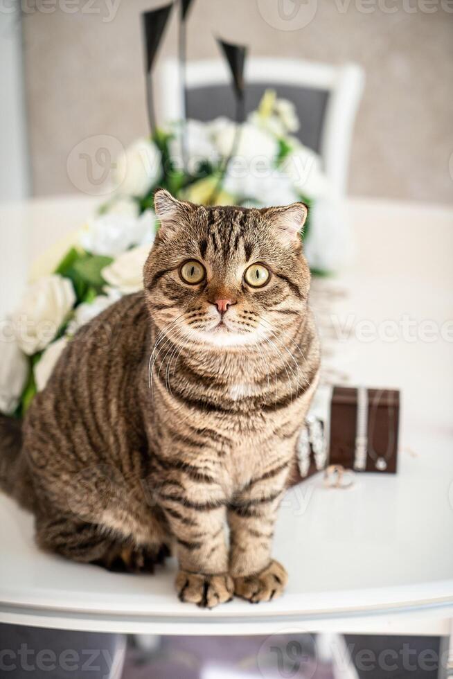 Fat cat playing with wedding rings and accesories photo