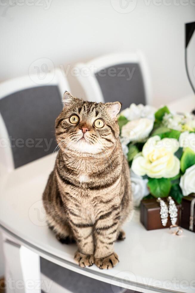 Fat cat playing with wedding rings and accesories photo