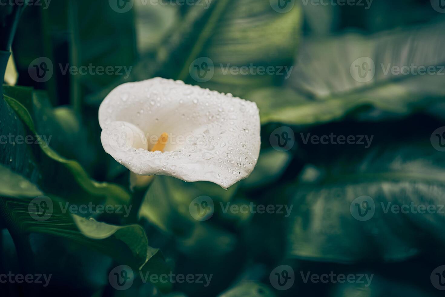 A single white calla lily on a dark green background of leaves highlights its elegant curves and soft texture. With space to copy photo