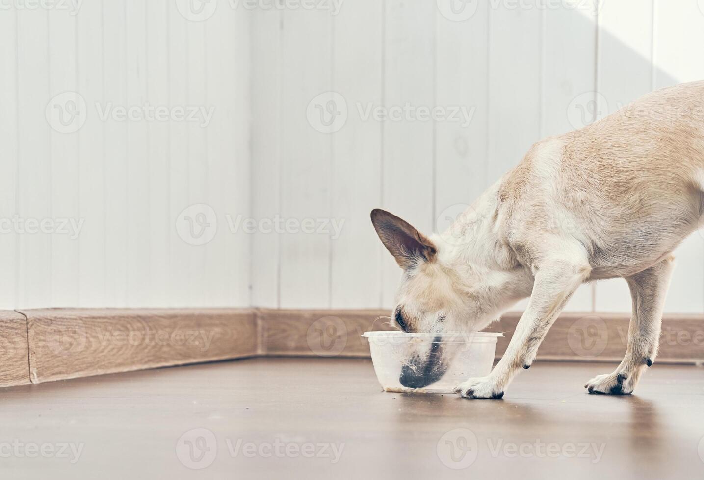 The dog eats wet food from a plastic bowl. The chihuahua turned away from the camera, enjoying the meal. With a space to copy photo