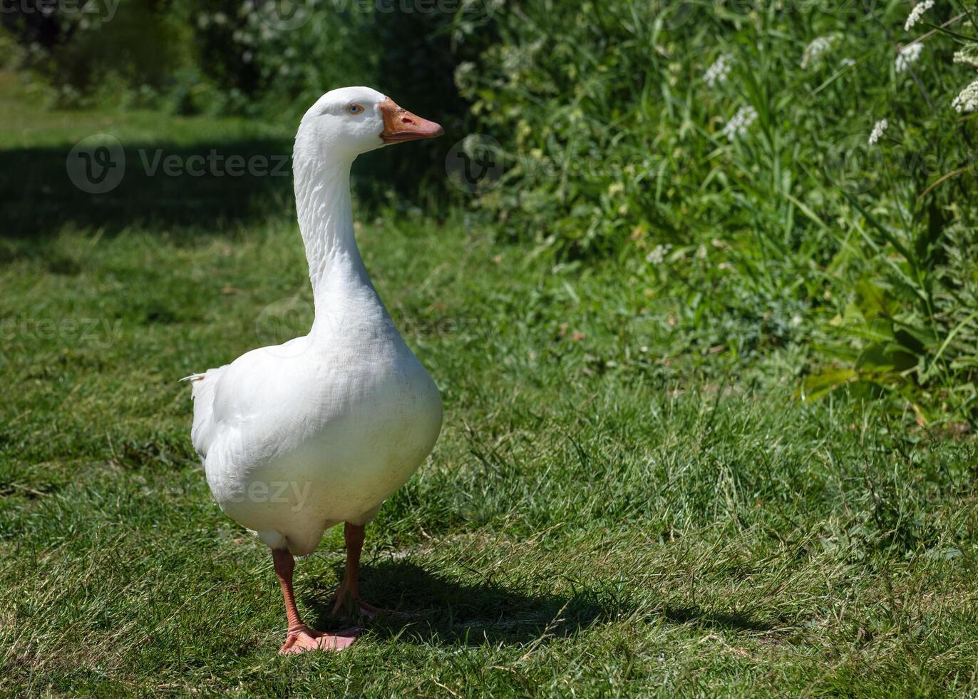Domestic white Emden goose photo