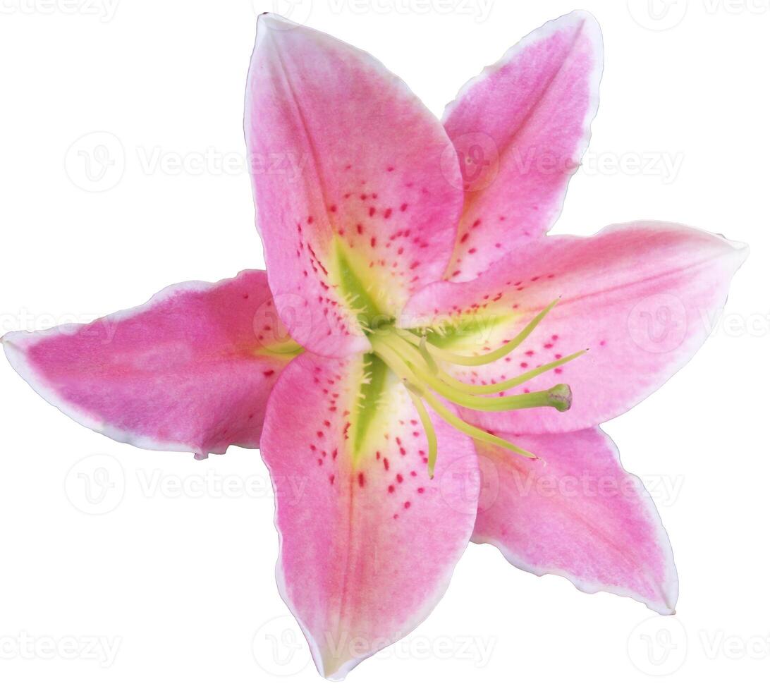 Pink lily flower isolated on white background photo