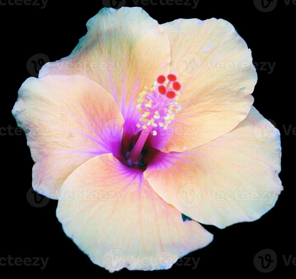 Hibiscus flower isolated on black background with clipping path. photo