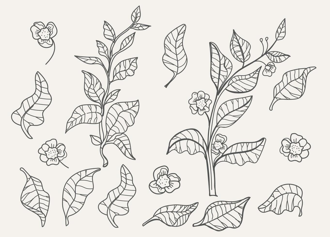 nature set. Art line design of tea tree, bush. illustration vector