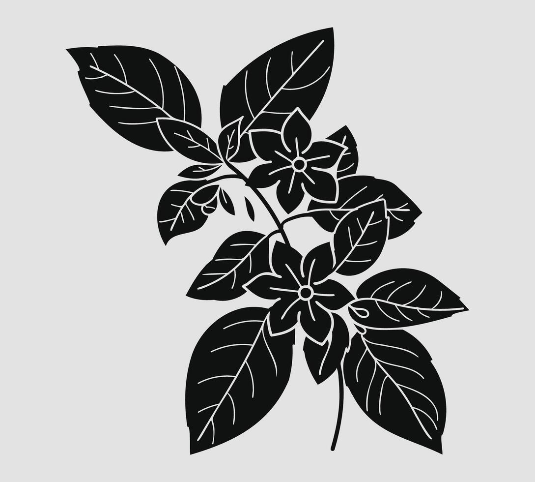Silhouette Jasmine Flowers with Leaves and Branches - Illustration vector