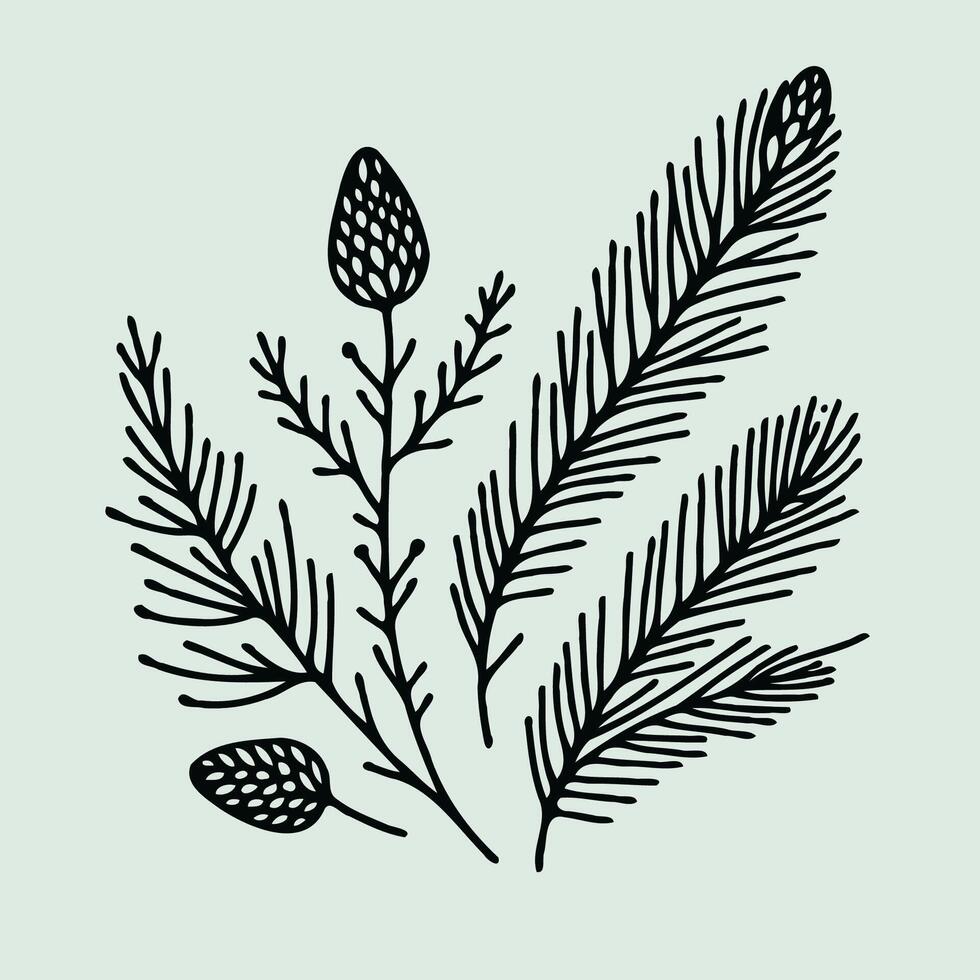 A hand drawn illustration of a pine tree branch vector
