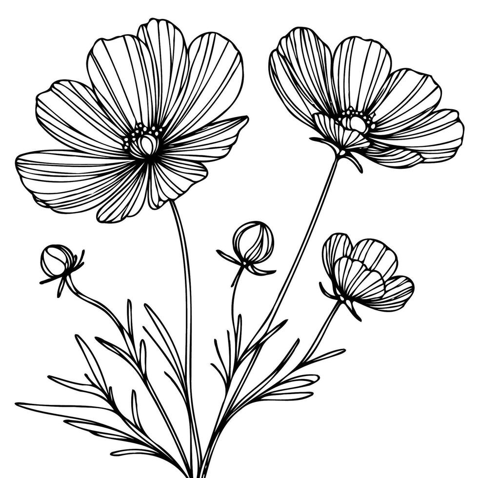 Cosmos flowers coloring page vector
