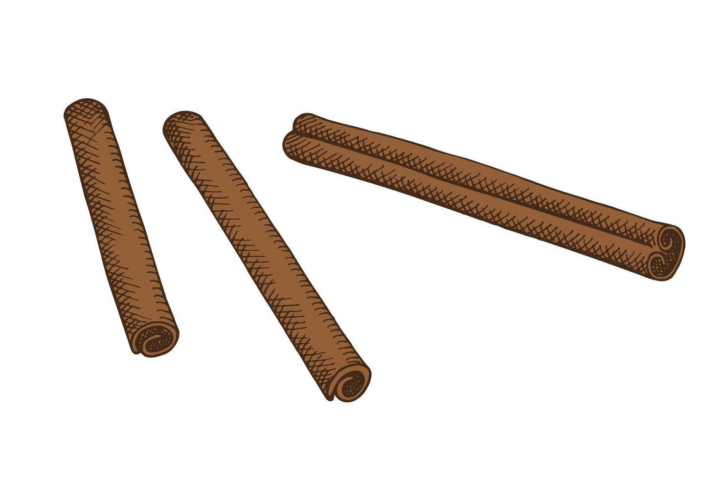 Illustration with Cinnamon sticks on isolated background. Hand drawn engraved bark brown spice. Spicy seasoning, condiment aromatic ingredient for cooking, baking. Design element for logo, sign vector