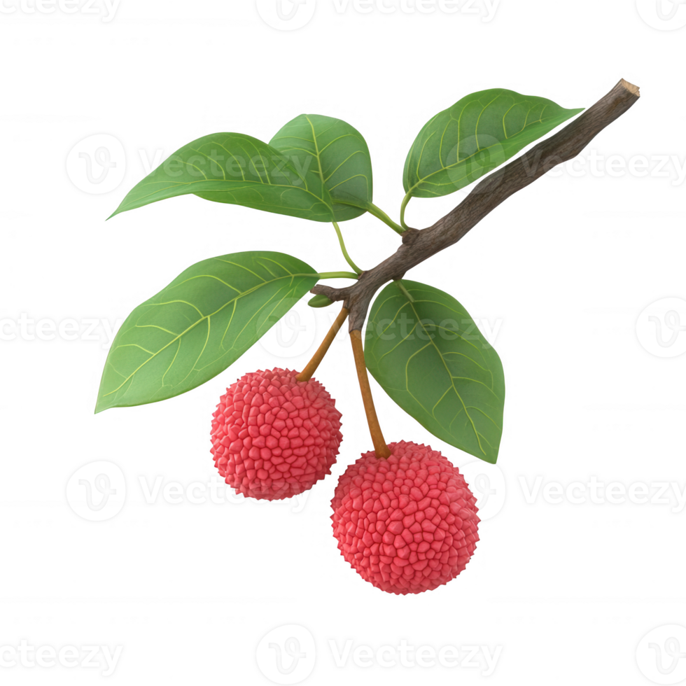 A vibrant branch of lychee fruit with lush green leaves, showcasing its natural beauty. png