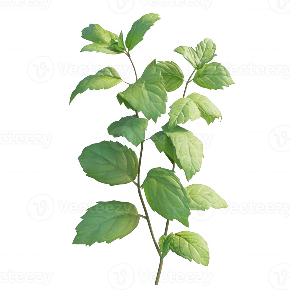 A vibrant green plant with lush leaves, symbolizing freshness and natural beauty. png