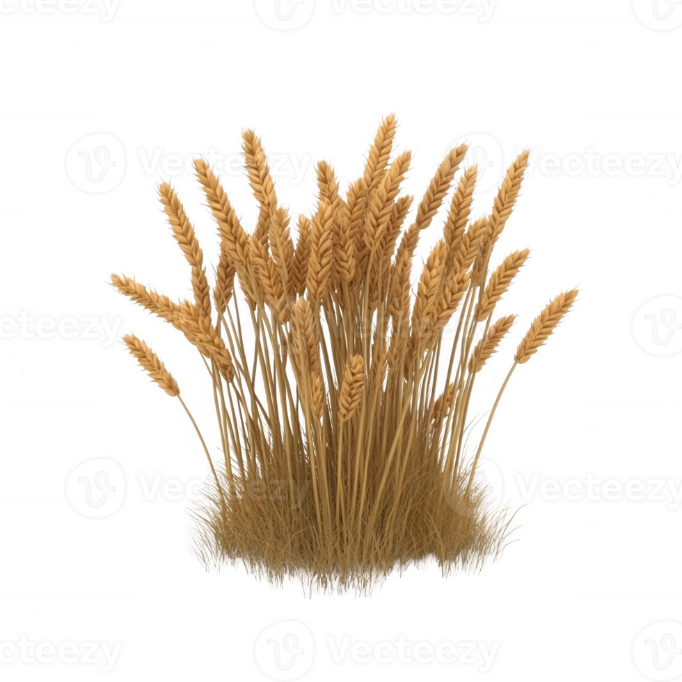 A cluster of golden wheat stalks swaying gently in the breeze. png