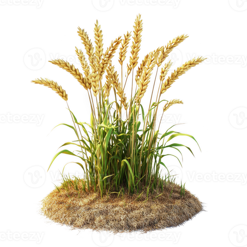 A vibrant cluster of golden wheat standing tall against a clear background. png