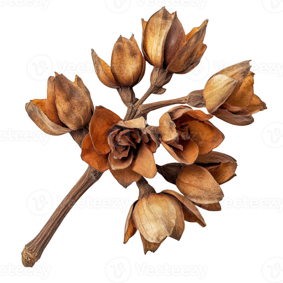 A dried floral arrangement featuring elegant brown petals and intricate textures. png