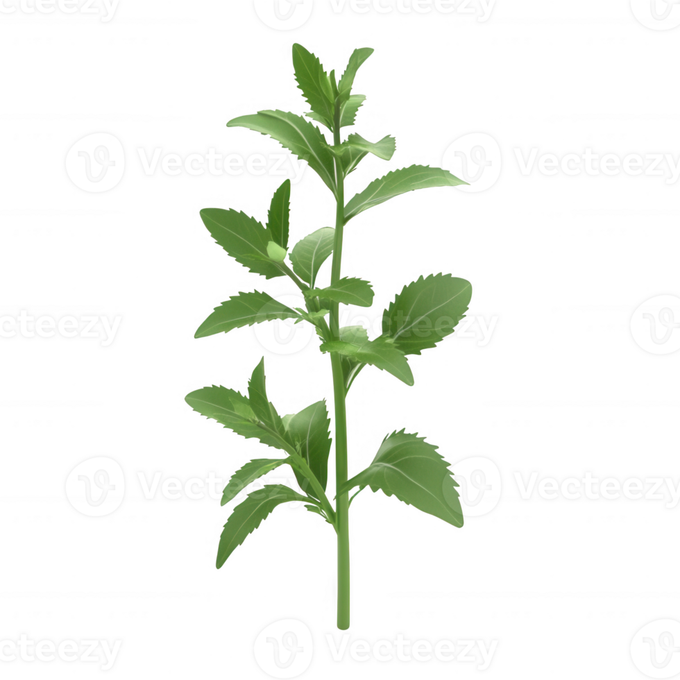 Fresh green herb with vibrant leaves, perfect for culinary and medicinal uses. png