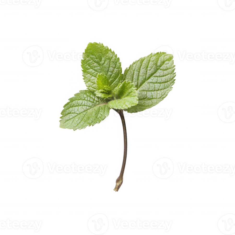 Fresh mint leaf on a simple background, ideal for culinary or wellness contexts. png