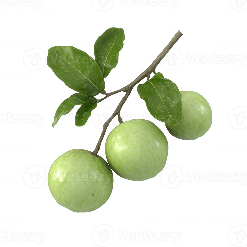 Fresh green fruits on a branch with vibrant leaves, symbolizing nature's bounty. png