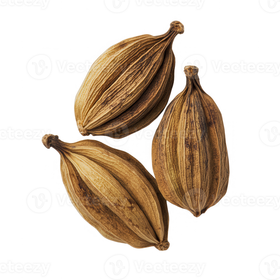 Three dried star anise pods showcasing unique textures and shapes. png