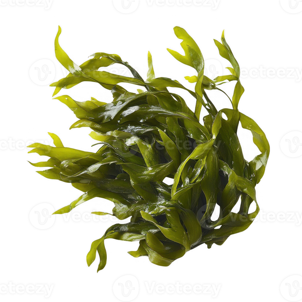 Vibrant green seaweed with flowing tendrils, showcasing natural underwater beauty. png