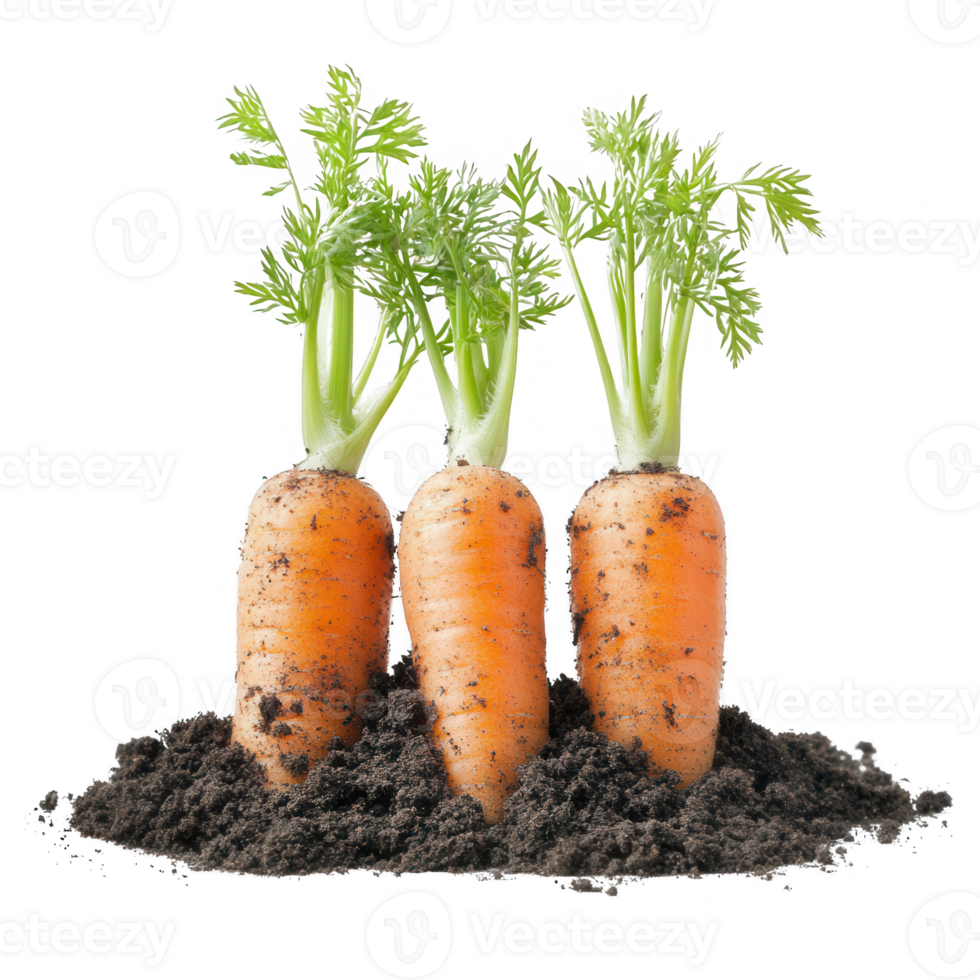Fresh carrots with green tops growing in rich soil, showcasing natural produce. png