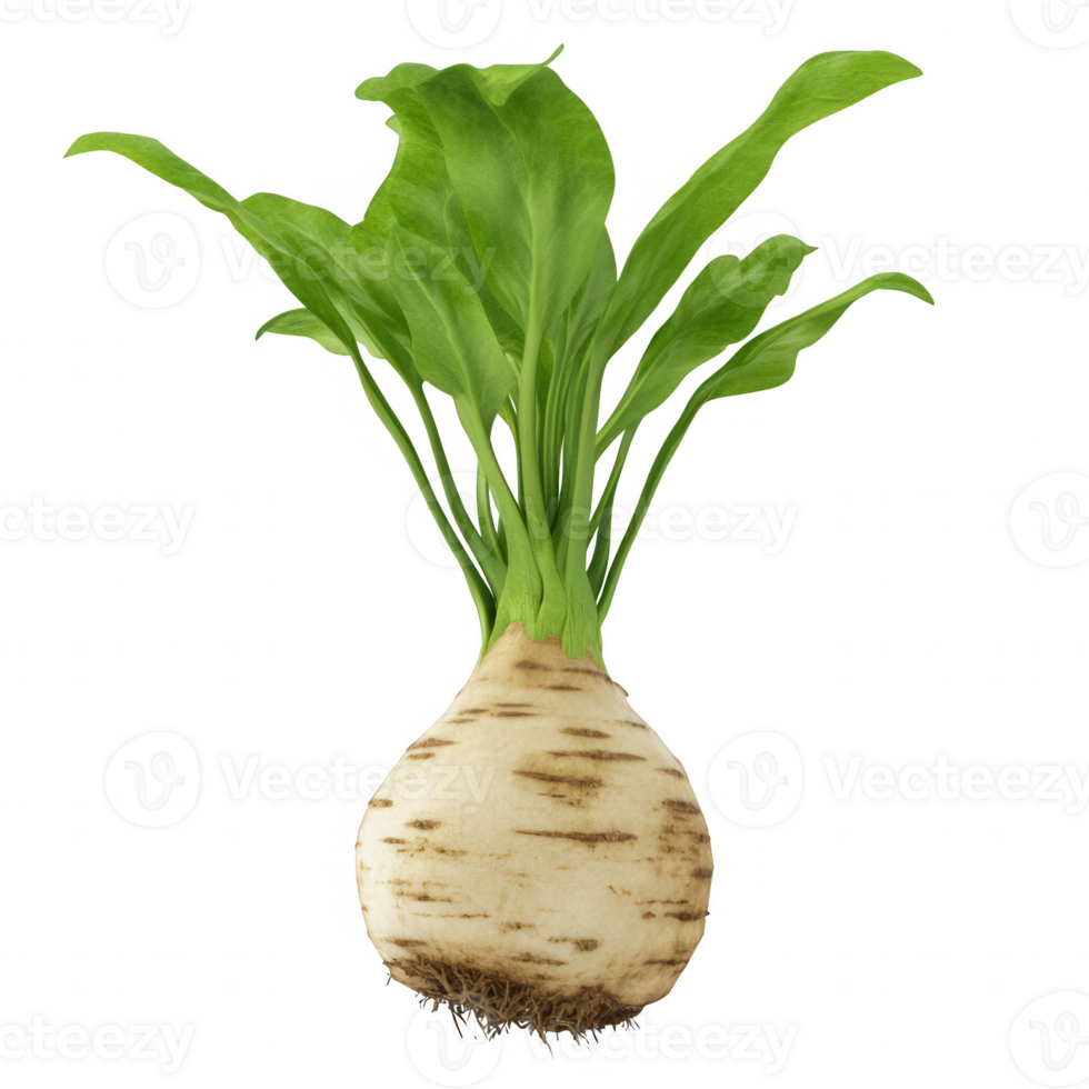 Fresh root vegetable with vibrant green leaves and a round white body. png