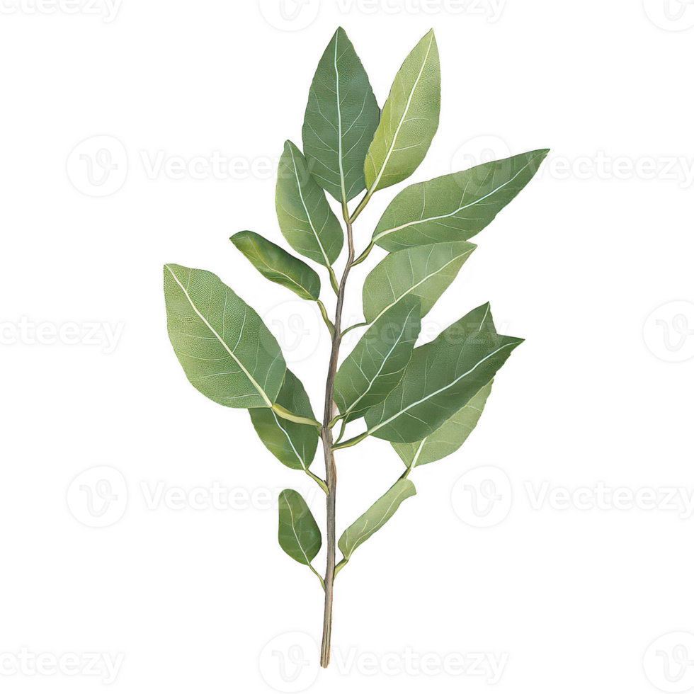 Fresh bay leaves arranged elegantly on a simple white background. png