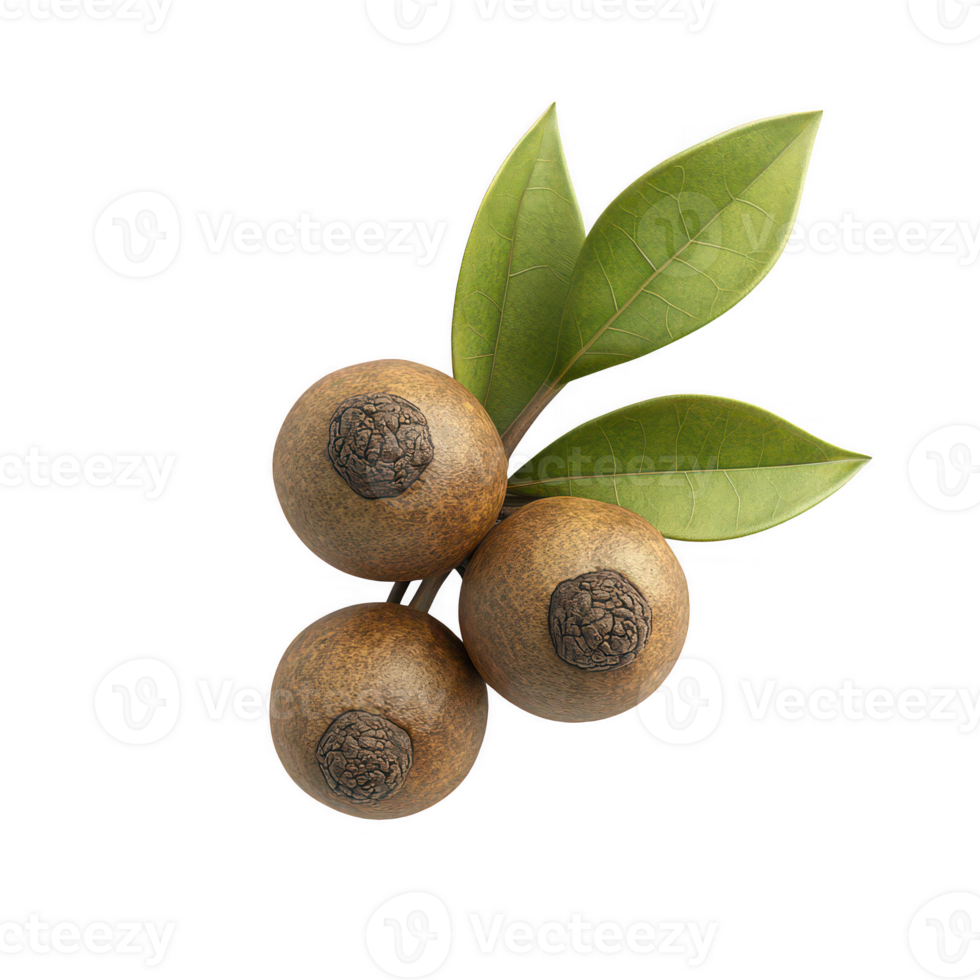 Fresh sapodilla fruits with green leaves against a white background. png
