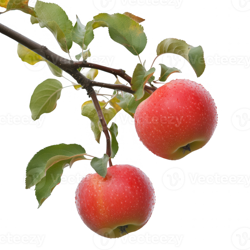 Fresh red apples hanging on a branch, showcasing nature's bounty and beauty. png