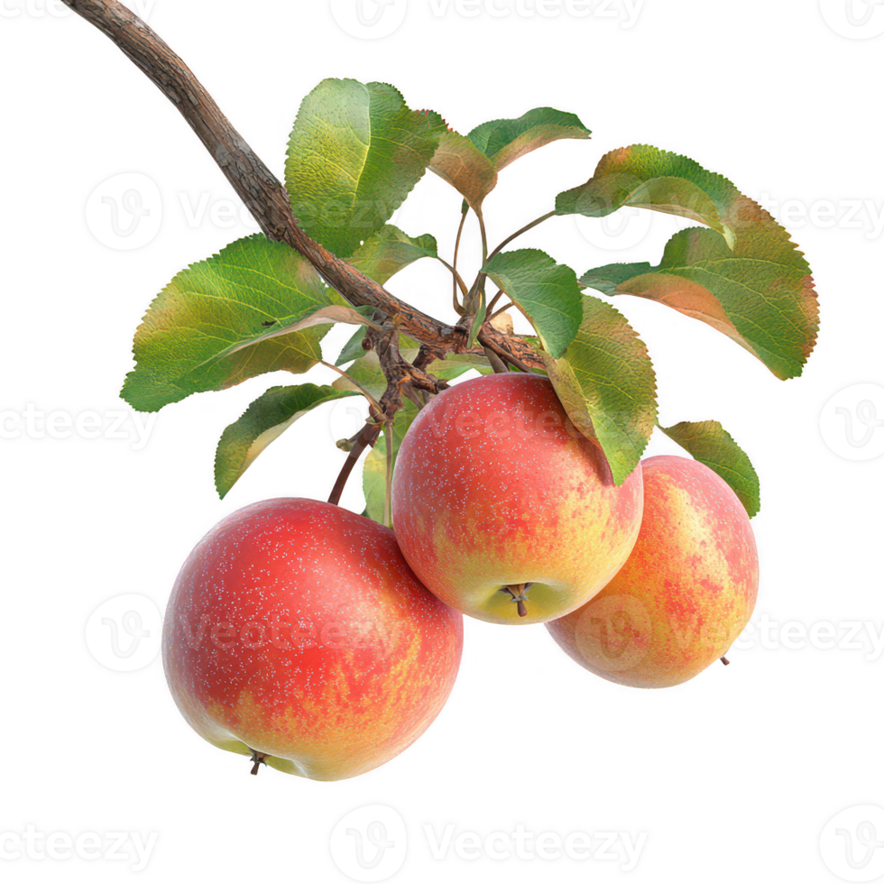 Three ripe red apples hanging from a branch surrounded by vibrant green leaves. png