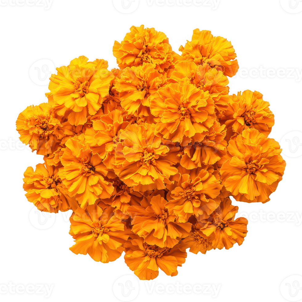 Vibrant marigold flowers in full bloom showcasing their bright orange petals. png