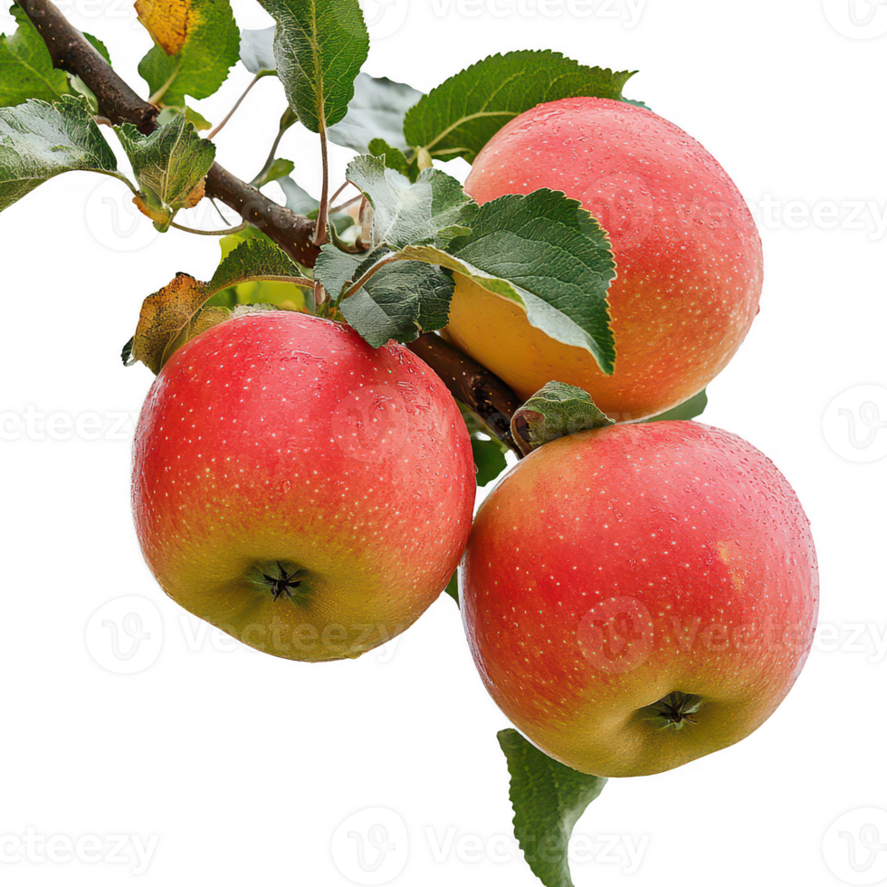 Fresh red apples hanging on a branch in a vibrant garden setting. png