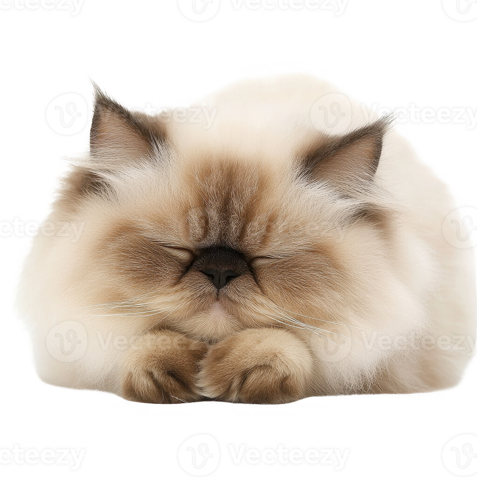 Fluffy Persian cat sleeping peacefully with closed eyes. png