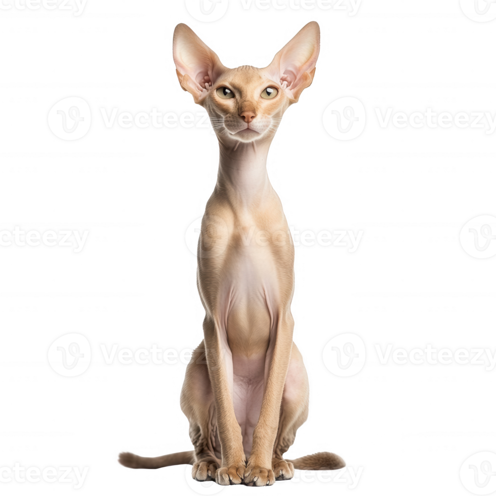 A stylish and elegant sphynx cat posing confidently for the camera. png