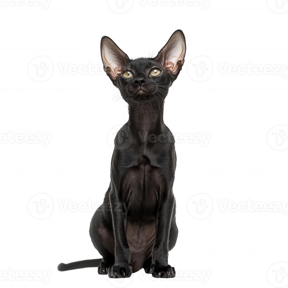 A sleek black cat with striking features, exuding elegance and charm. png