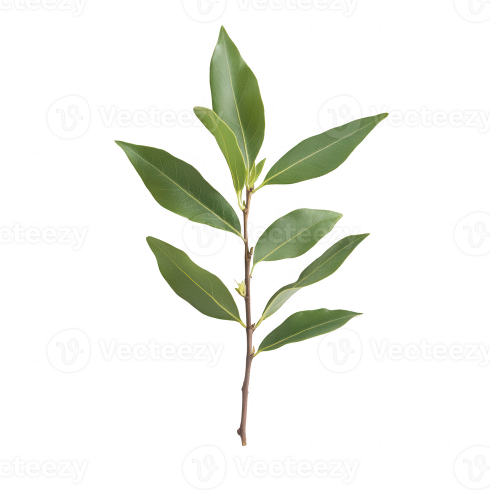 A fresh green branch showcasing vibrant leaves, ideal for nature-themed designs. png