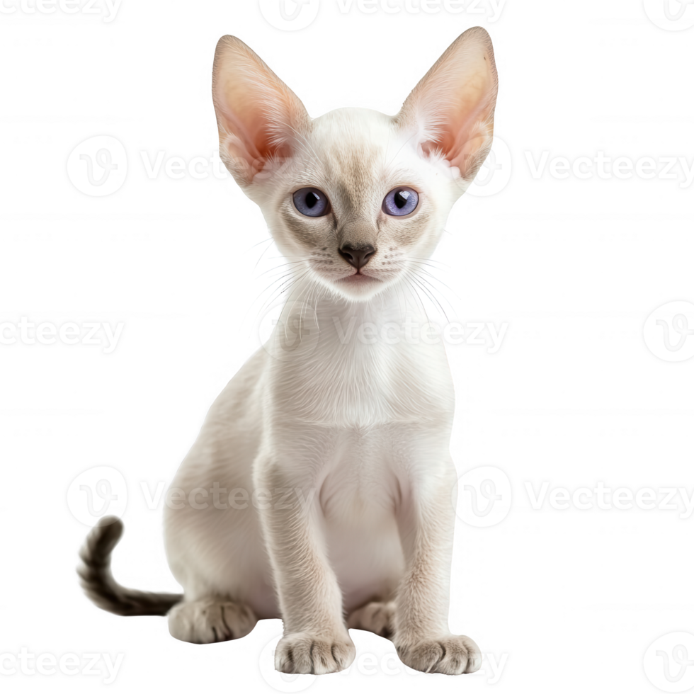 A playful kitten with striking blue eyes sitting gracefully on a white background. png