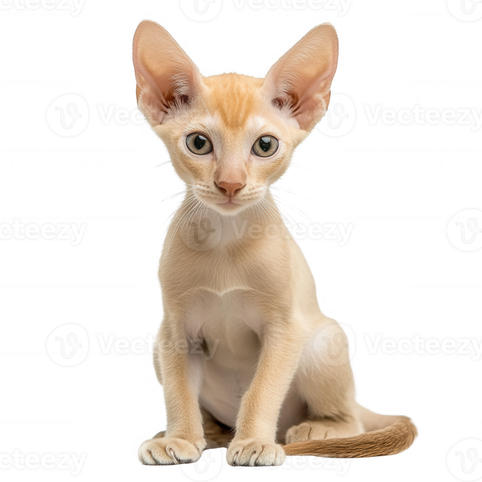 An adorable cream-colored cat with large ears and curious eyes posing gracefully. png