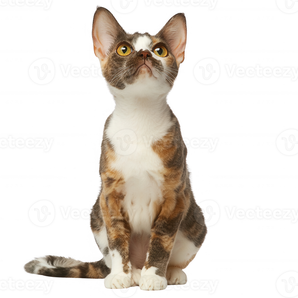 A curious cat gazing upwards with its striking yellow eyes, showcasing unique patterns. png
