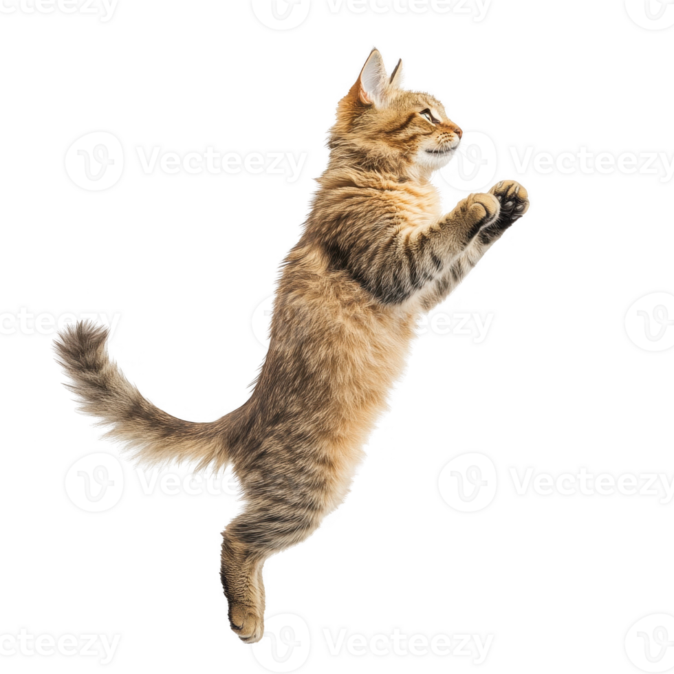 A playful cat leaps into the air, showcasing its agility and playful spirit. png