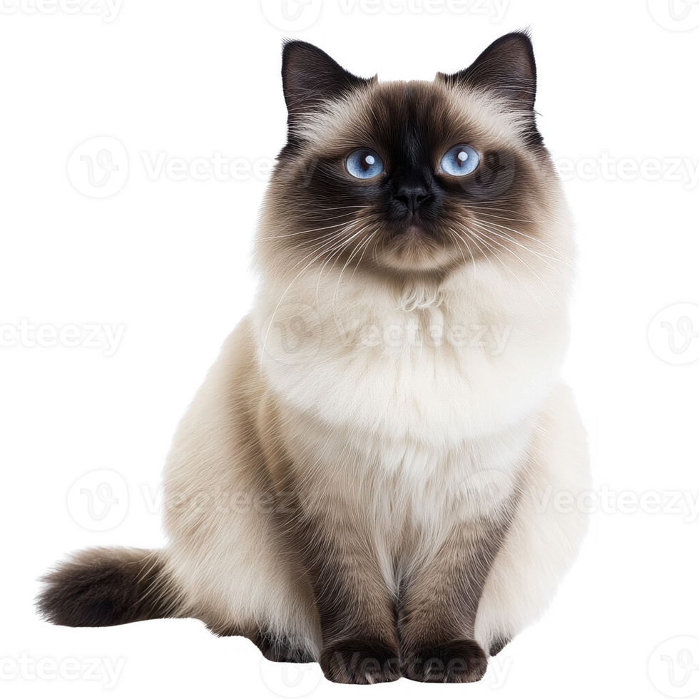 A beautiful Siamese cat with striking blue eyes sitting gracefully. png