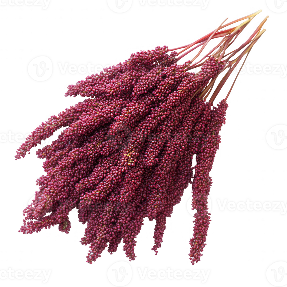 A vibrant bunch of amaranth, showcasing its rich purple color and unique texture. png