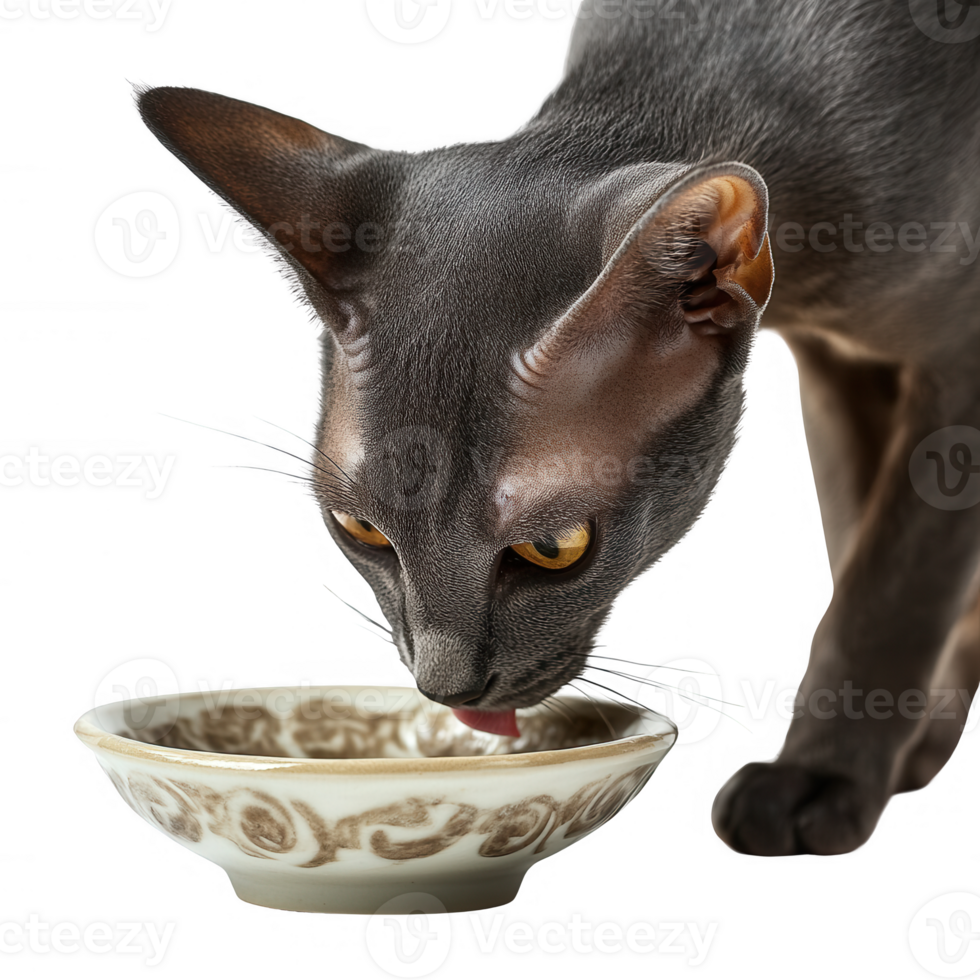 A sleek gray cat drinking from an elegant bowl, showcasing its curious nature. png